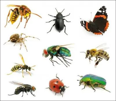 La phobie ou la peur des insectes.