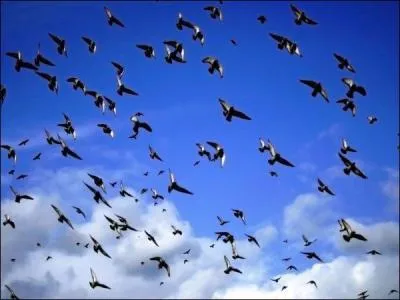 La phobie ou la peur des oiseaux.