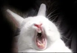 La phobie ou la peur des lapins.