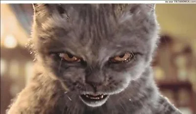 La phobie ou la peur des chats.