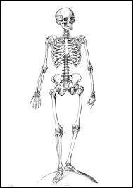 Quel est le plus long os du corps humain ?