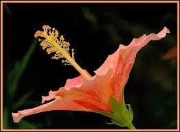 Comment s'appelle l'appareil reproducteur femelle des fleurs ?