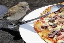 Langue française - "Avoir un appétit d'oiseau" signifie "manger très peu".