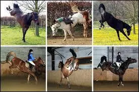 Que faut-il faire en cas de "coup de cul" ?