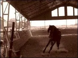 Que faut-il faire quand le cheval "pète un câble" ?