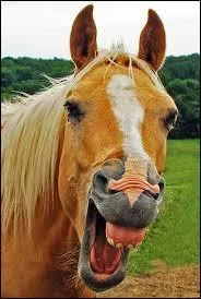 Que faut-il faire en cas de morsure ?