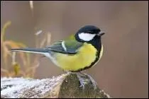 Combien y a t-il d'espèces d'oiseaux en France métropolitaine ?