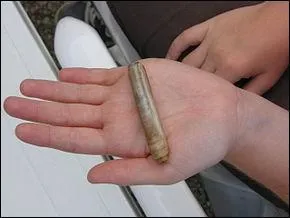 Comment s'appelle ce mollusques bivalves ?