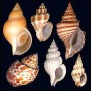 Lequel de ces noms appartient à ce coquillage ?