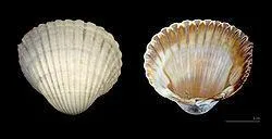 Quel est ce coquillage ?