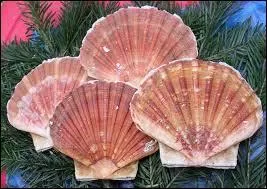 C'est un mollusque bivalve de la famille des Pectinidés. Quel est ce coquillage ?