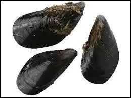 Nous pouvons accompagner ce mollusque avec des frites dans nos plats. C'est...