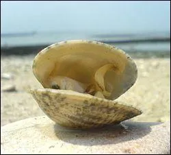 On me pêche à marée basse. Quel coquillage suis-je ?