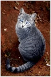 Comment s'appelle l'apprenti de Feuille de Lune ?