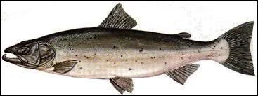 La Norvège en est le plus gros producteur. Quel est son nom ?