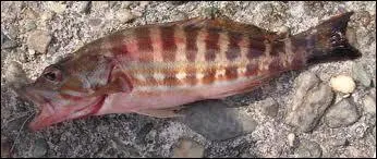 Ce poisson benthique nage dans la mer Méditerranée. Nommez-le !