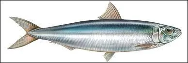 Cet animal possède un ventre argenté et un dos bleuté. C'est un(e)...