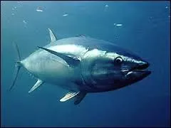 Les pêcheurs pêchent plus 4, 5 millions de tonnes par an. Ce poisson est un(e)...