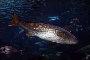 Ce poisson est surnommé "grogneur". Quel est son nom ?
