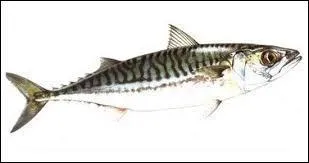 Trouvez le nom de ce poisson !