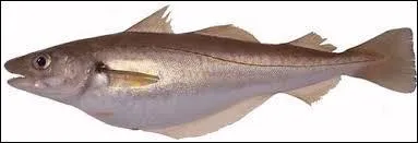 Ne faites pas des yeux de _______ frit en répondant à cette question. Complétez la phrase pour trouver le nom de ce poisson.