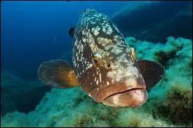 Quel est ce poisson ?