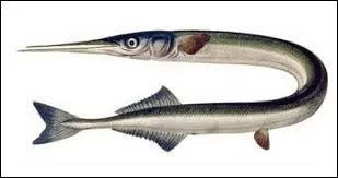 Ce poisson a la particularité d'avoir des arêtes vertes. Quel est son nom ?