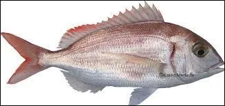 Quel est ce poisson ?