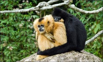 Quel est ce singe qui ne voue son amour qu'à une seule femelle à laquelle il demeure fidèle toute la vie .