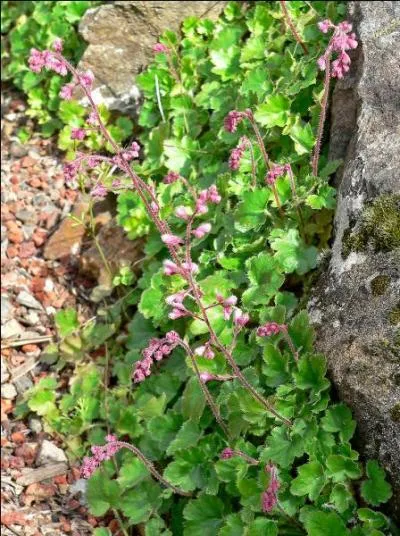 Plante ornementale, à fleurs minuscules, appelée "désespoir du peintre" :