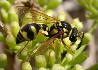 Guêpe solitaire des régions chaudes :