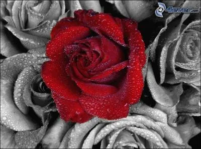 Le titre d'un de ses albums associe les roses à d'autres plantes. Quelles sont ces plantes ?