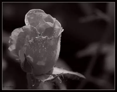 A ses débuts, quel style arbore-t-il ?