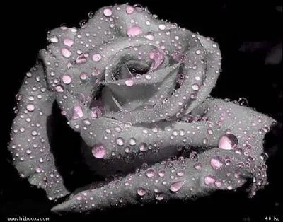 Il a écrit une très belle chanson, 'Petite Marie', témoignage de son amour pour son épouse. Quel est le vrai prénom de celle-ci ?