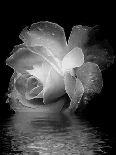 Quelle arme a donné son titre à un album ?