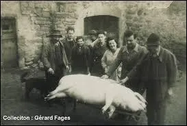 Le "tuaille du cochon" est une tradition dans les campagnes européennes qui consiste à...