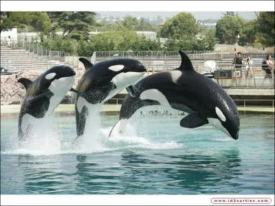 Ce grand parc à thèmes des Alpes-Maritimes comprend un parc zoologique marin avec delphinarium et un parc aquatique. Où se trouve Marineland, le seul parc français à présenter des orques ?