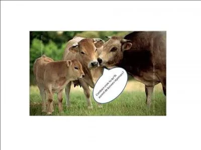 Combien de races bovines sont répertoriées en France ?