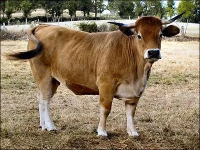 La vache aubrac, également appelée «race de Laguiole» provient du sud du Massif central. Son lait est à la base du fromage :