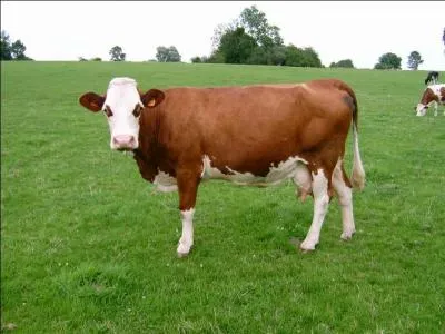 La montbéliarde. Elle appartient au rameau "Pie rouge des Montagnes". Elle a été croisée entre :