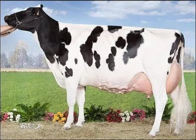 Quelles sont les origines de la Prim'Holstein ?