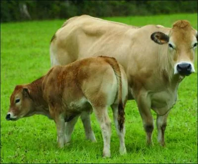 Depuis les années 1970, la parthenaise dans le Poitou, est réputée pour :