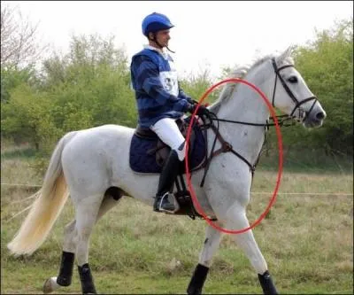 À quoi servent un collier de chasse et une bricole ?