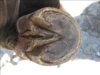 Qu'est-ce qu'une bleime ?