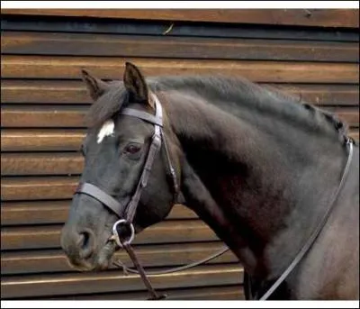 Pour ajuster le harnachement, il faut :