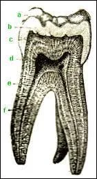 Qu'est-ce qu'un massicot ?