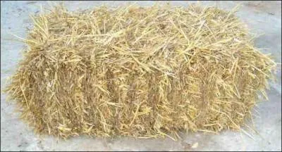 Qu'est-ce qu'un orpailleur ?