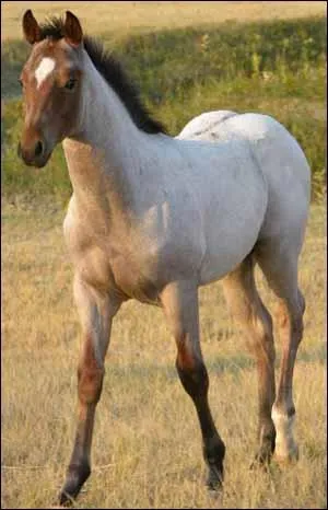 Quelle robe existe ?