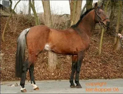 Ce cheval bai a un gène qui lui éclaircit la racine de la queue et au niveau du flan, il devient donc un :