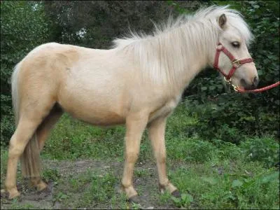 Un cheval palomino a un gène qui lui éclaircit sa robe, quel est ce gène ?